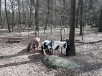 Pferde Aachen Reiten Wald Natur Erlebnis