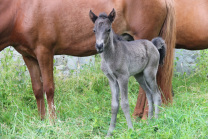 Frida kleinstes Pferd im Stall