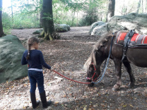 Pferd Aachener Wald Kinder Reiten 