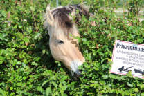 Pferd Reittherapie Aachen grüne Eiche