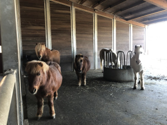 Reittherapie Aachen Stolberg Roetgen Monschau Herzogenrath 