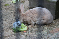 Kanninchen Osterhase Reiten Osterferien Ferienspiele