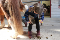 Hufekratzen integrative Reitferien Aachen Eifel Städteregion 