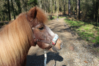 keks shettland pony reittherapie therapiepferd