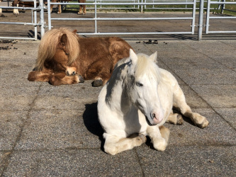 Tassilo Paddock Aachen Offenstallhaltung