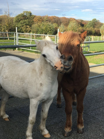 Aachener Wald Reiten Reittherapie Pferde