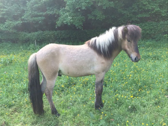 Fohlen Islandpferd Aachen Reittherapie 