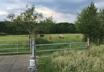 Paddocks offene Stallung Grüne Eiche Aachen